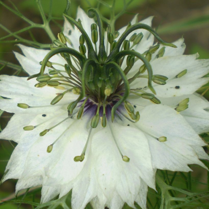 Love-in-a-mist Miss Jekyll Alba Seeds - Nigella damascena (Flowering)