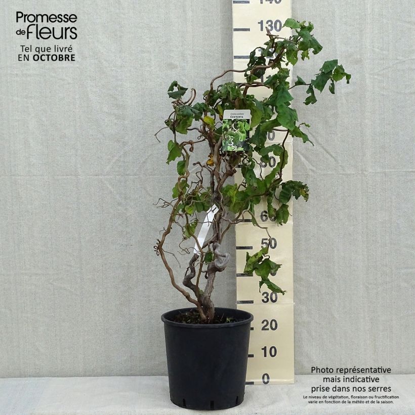 Corylus avellana Contorta - Common Hazel 7.5L/10L pot sample as delivered in autumn