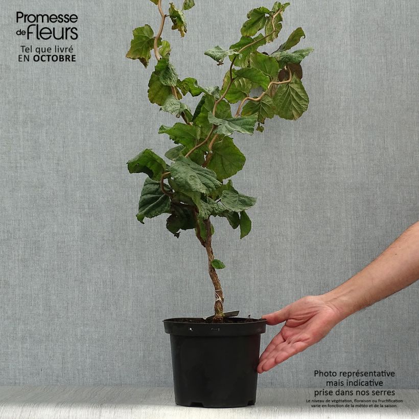 Corylus avellana Red Majestic - Common Hazel 3L/4L pot sample as delivered in autumn