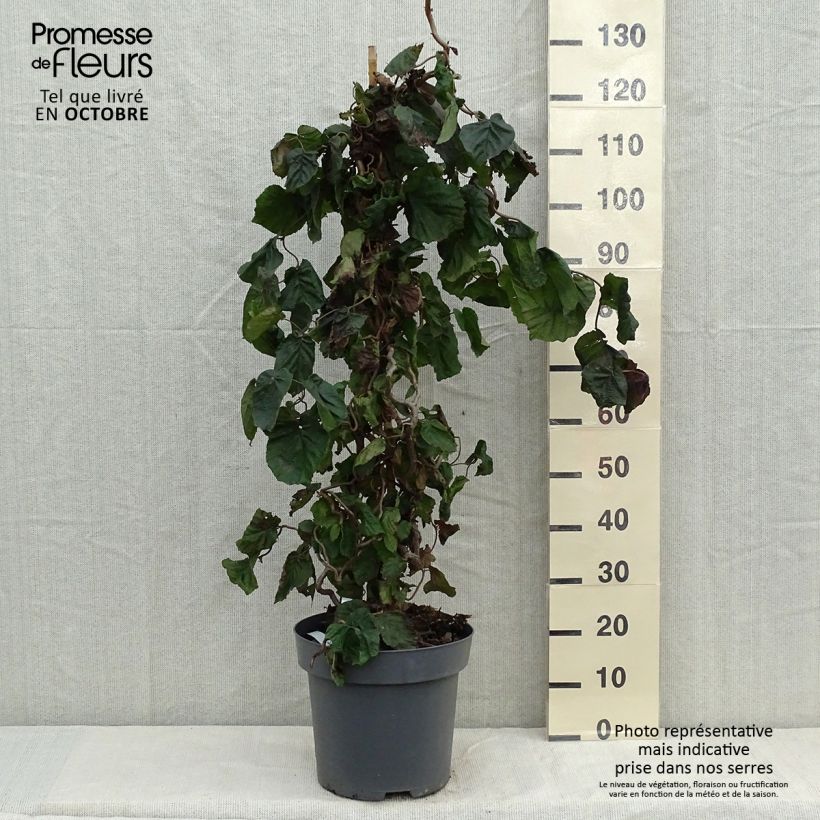 Corylus avellana Red Majestic - Common Hazel 7.5L/10L pot sample as delivered in autumn