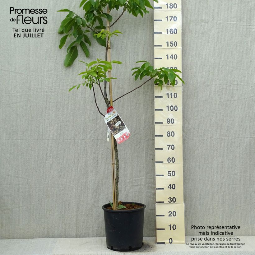 Common Walnut Corne - Juglans regia 18L/20L pot, Sapling sample as delivered in summer