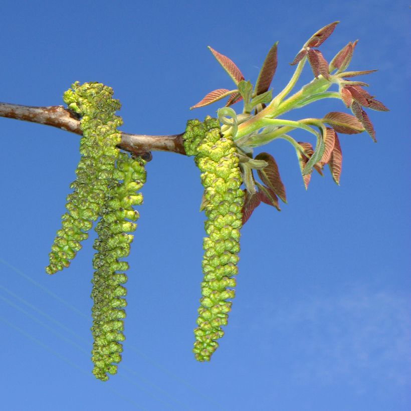 Common Walnut Mayette - Juglans regia (Flowering)