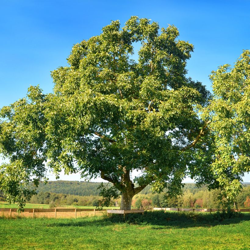 Common Walnut Mayette - Juglans regia (Plant habit)