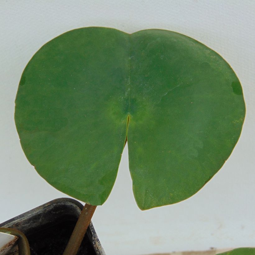Nymphaea Attraction - Water Lily (Foliage)