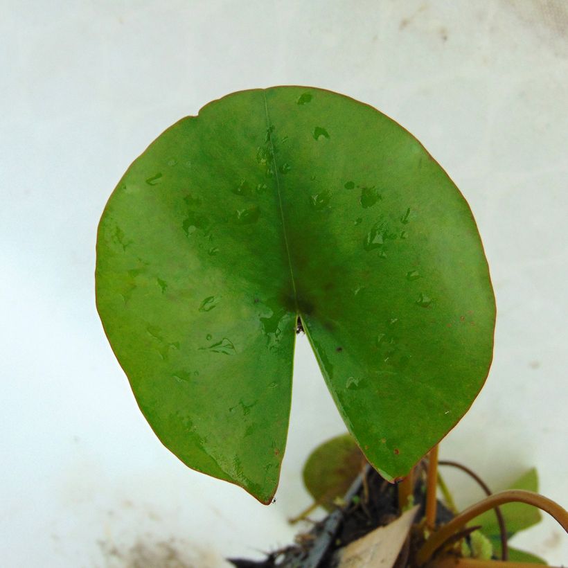 Nymphaea Aurora - Water Lily (Foliage)