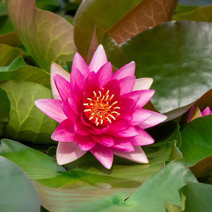 Nymphaea Escarboucle - Waterlily (Flowering)