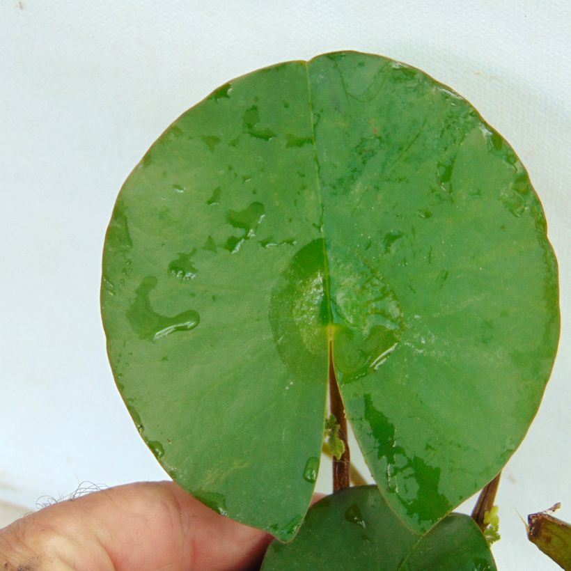 Nymphaea Fabiola - Water Lily (Foliage)