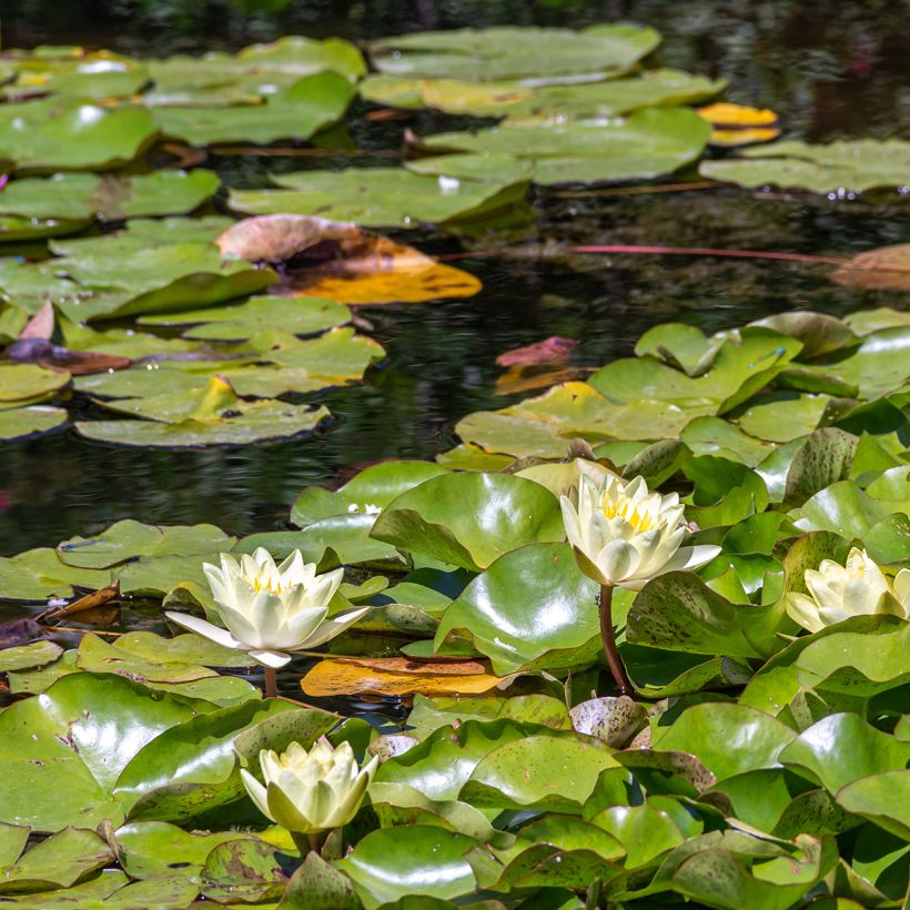 Nymphaea Marliacea Chromatella - Water Lily (Plant habit)