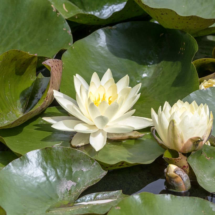Nymphaea Texas Dawn - Water lily (Flowering)