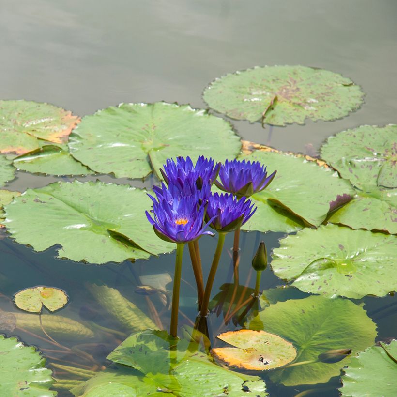 Nymphaea Tina (Plant habit)