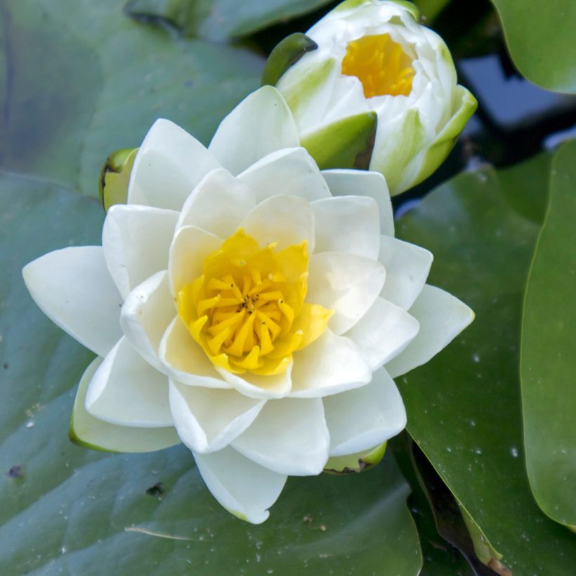 Nymphaea Virginalis - Water lily (Flowering)