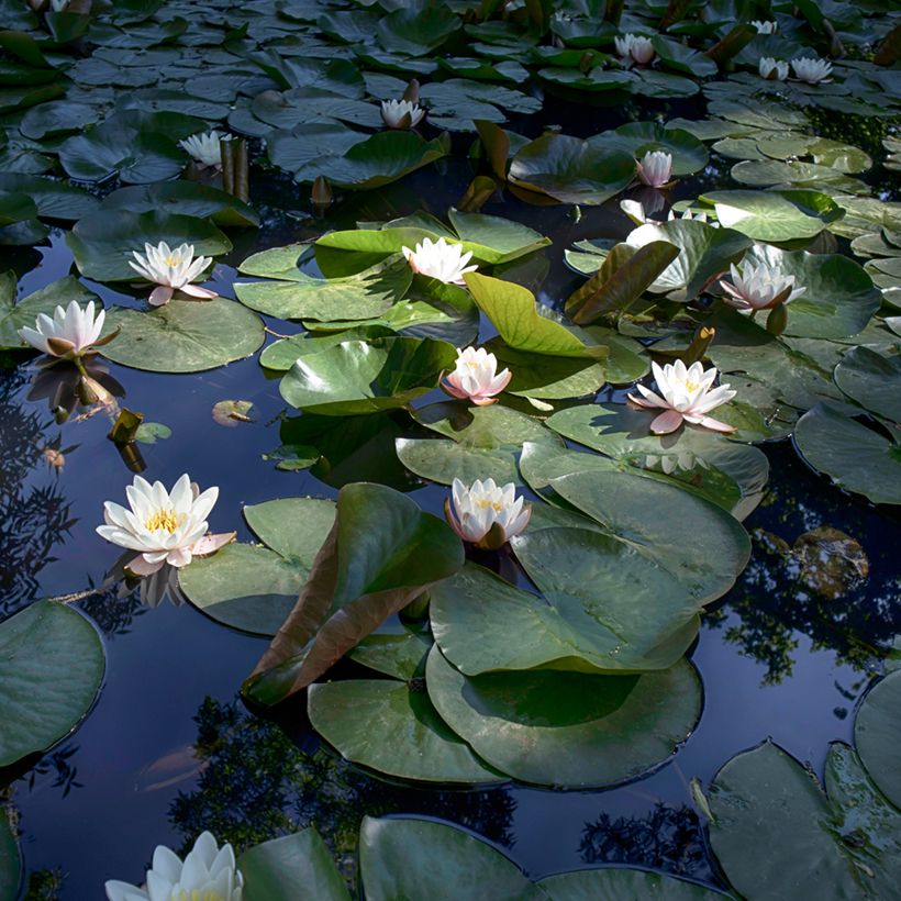 Nymphaea Virginalis - Water lily (Plant habit)