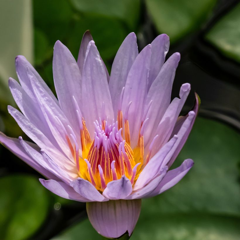 Nymphaea colorata - Cape blue waterlily (Flowering)