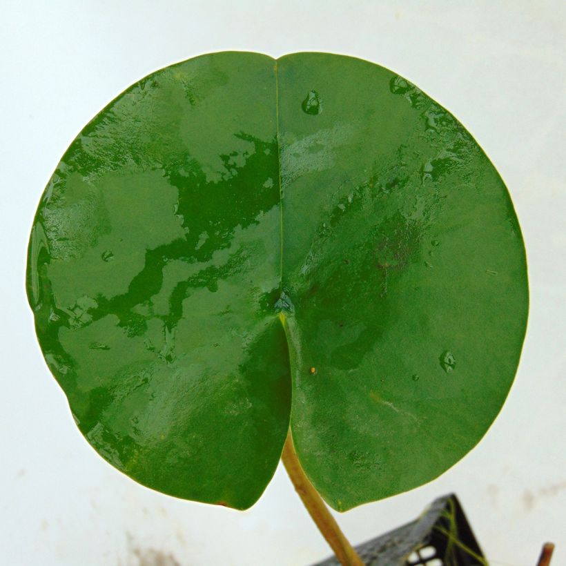 Nymphaea tetragona - Water Lily (Foliage)