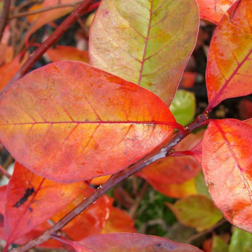 Nyssa sylvatica Autumn Cascades - Tupelo (Foliage)