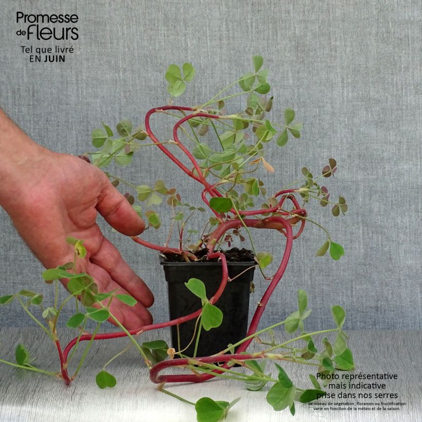 Oxalis tuberosa 8/9 cm pot sample as delivered in summer