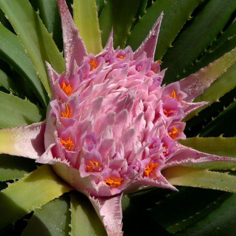 Ochagavia carnea (Flowering)