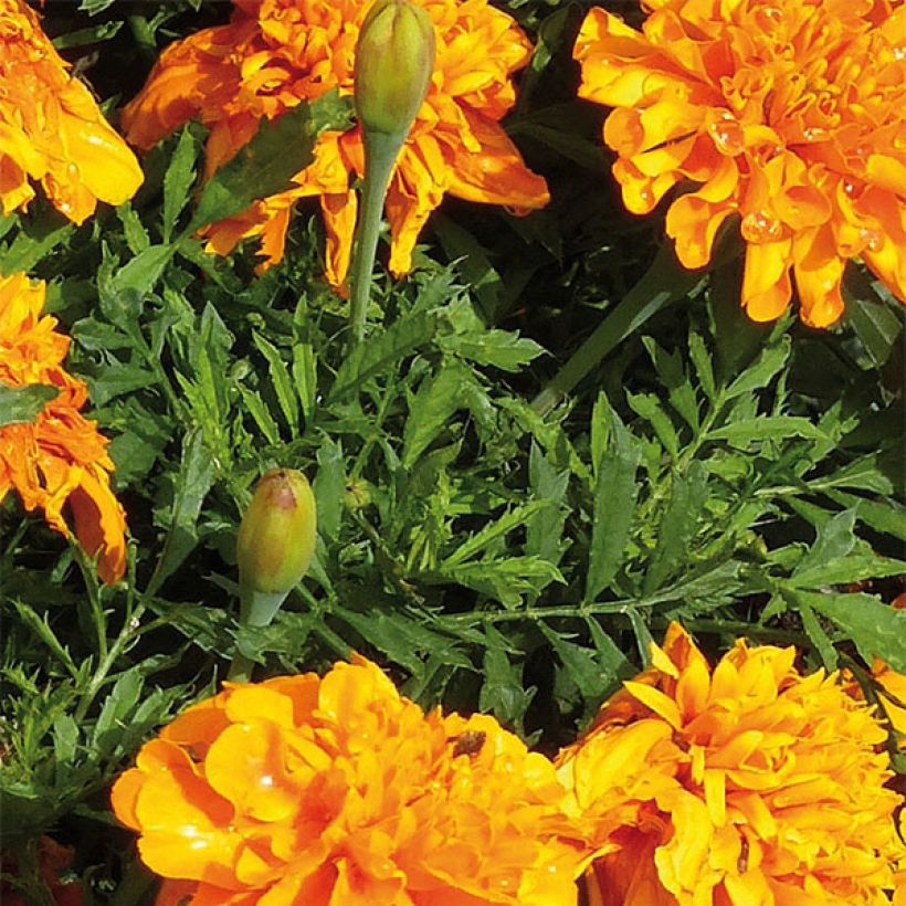 Marigold Bonanza Orange (Foliage)