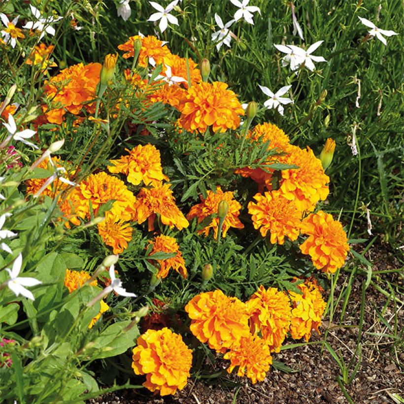 Marigold Bonanza Orange (Plant habit)