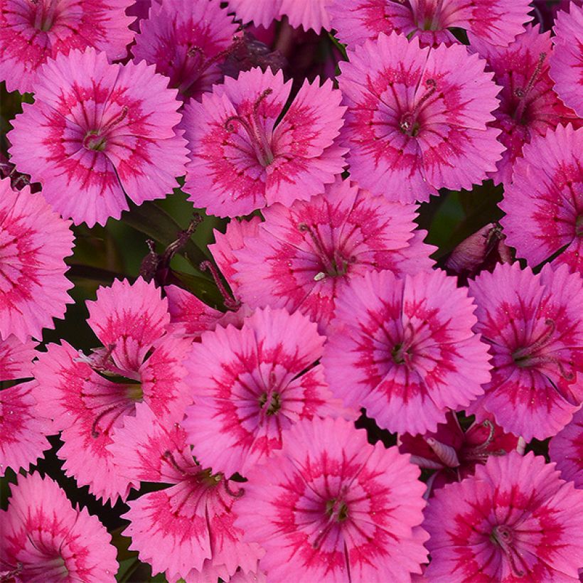 Dianthus Jolt Pink (Flowering)