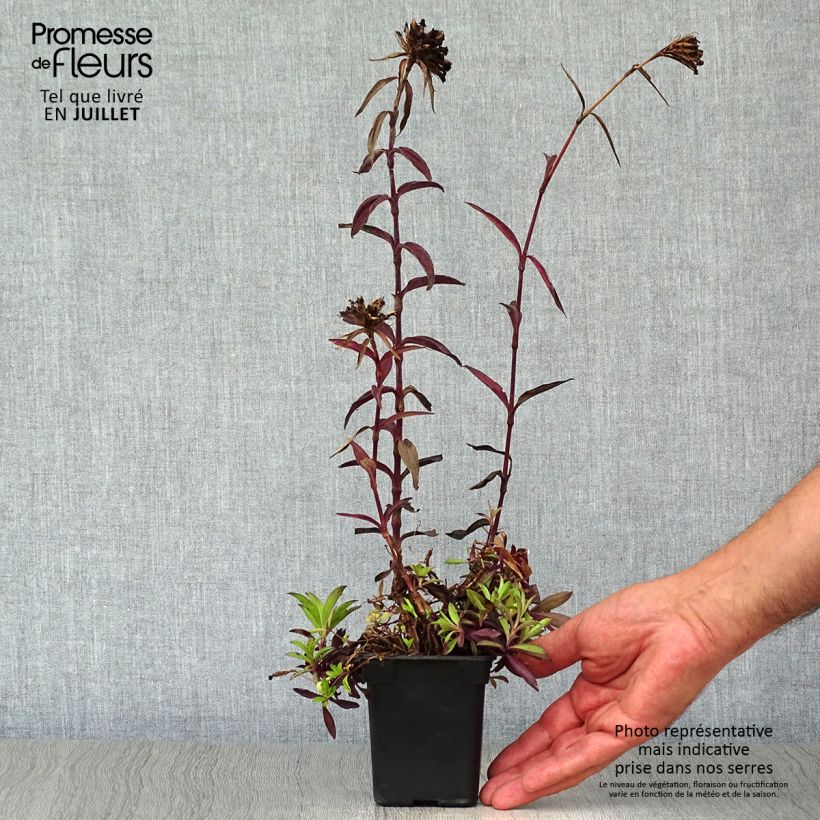 Dianthus barbatus Nigrescens Sooty 7/8 cm pot sample as delivered in summer