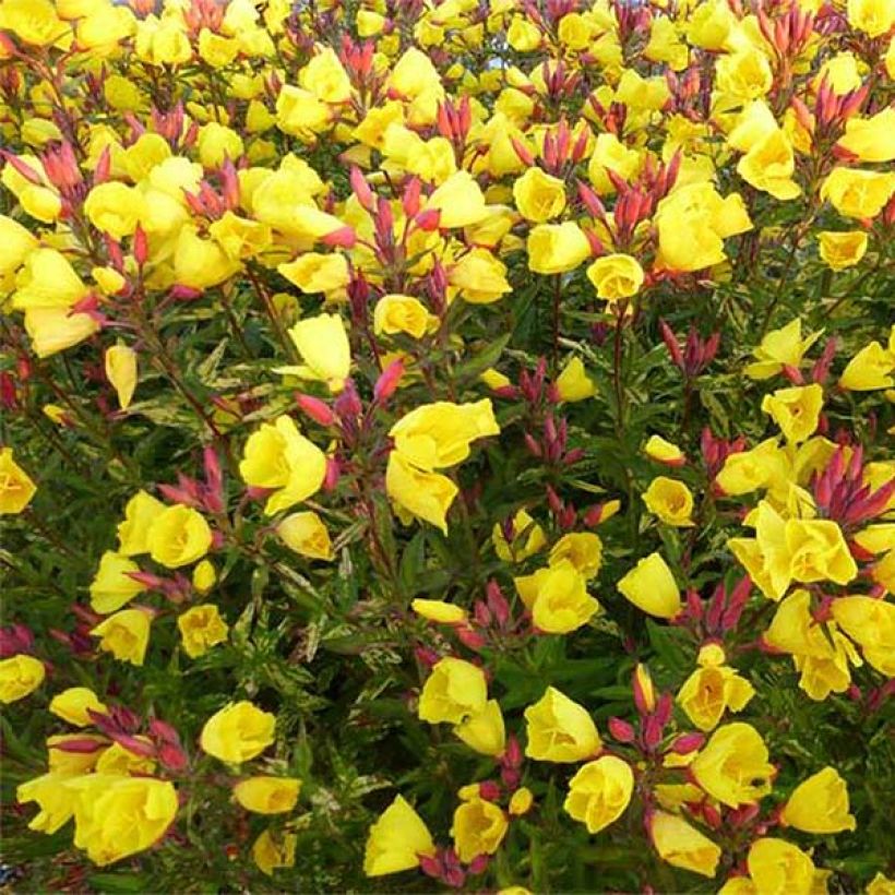 Oenothera fruticosa Camel - Evening Primrose (Flowering)