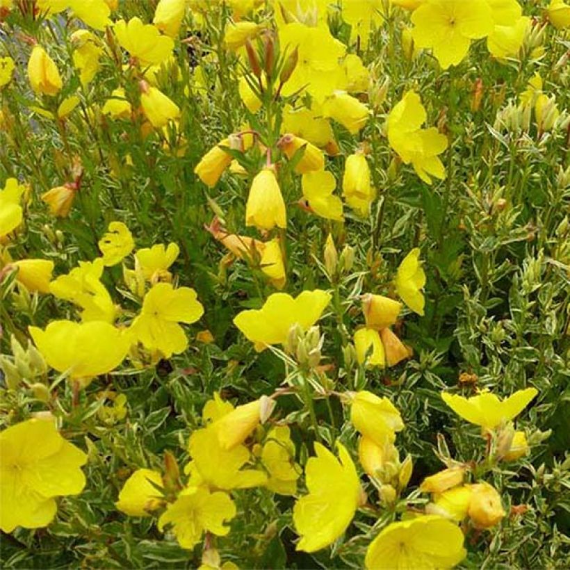 Oenothera fruticosa Silberblatt - Evening Primrose (Flowering)