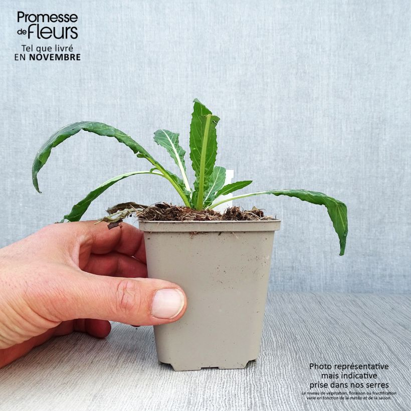 Oenothera versicolor - Red Evening Primrose 8/9 cm pot sample as delivered in autumn