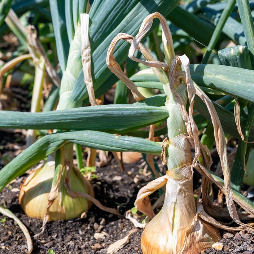 Ailsa Craig Onion - Allium cepa (Plant habit)