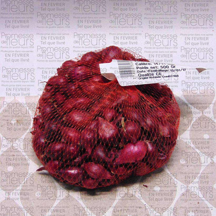 Example of Organic Red Karmen Onion plants - Allium cepa Each size 14/21 mm specimen as delivered