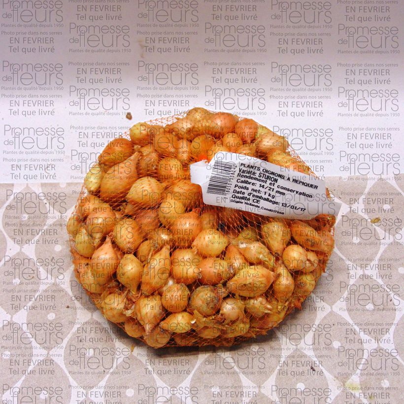 Example of Oignon Sturon - Allium Cepa - Sac de 1kg specimen as delivered