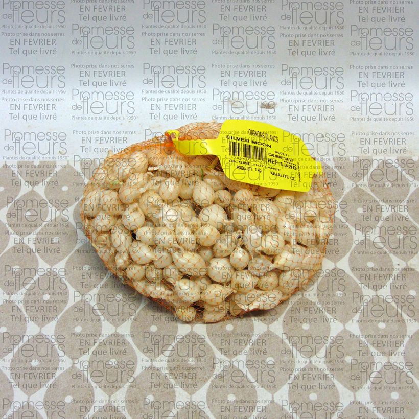 Example of Oignon blanc - Allium cepa - Sac de 1kg specimen as delivered