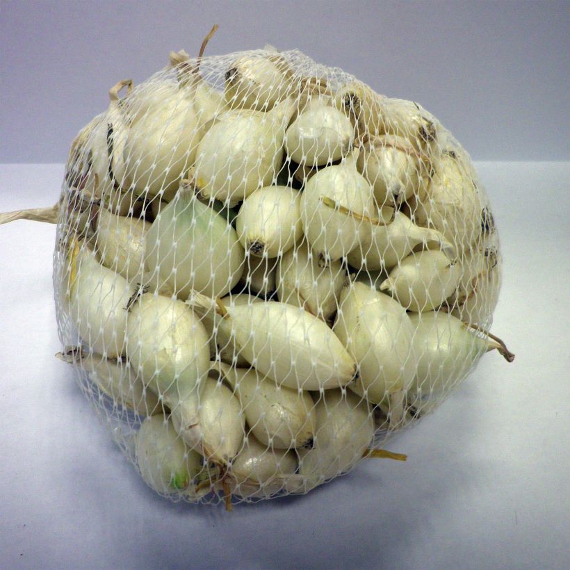 Example of White Globle Onion plants (autumn planting) - Allium cepa specimen as delivered