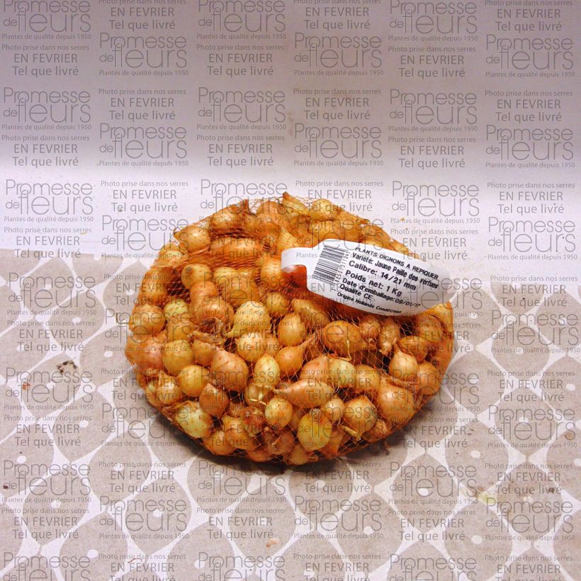 Example of Oignon jaune Paille des Vertus - Allium cepa - Sachet de 1kg specimen as delivered