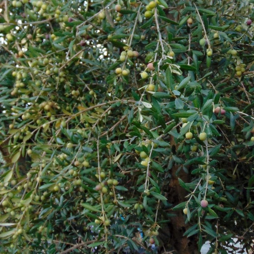 Olea europaea - Olive (Foliage)