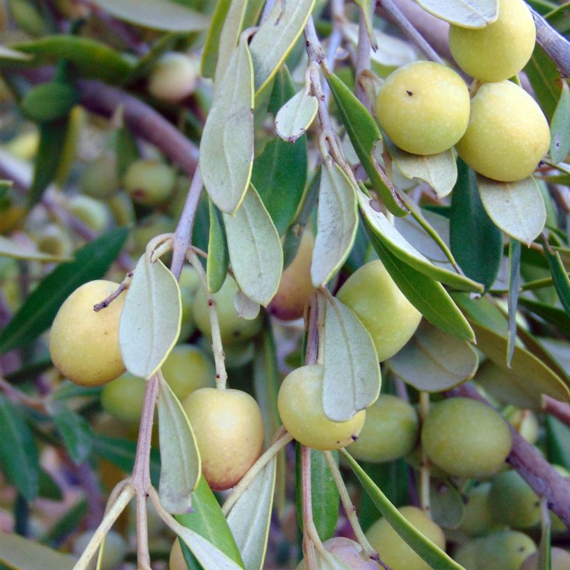 Olea europaea - Olive (Harvest)