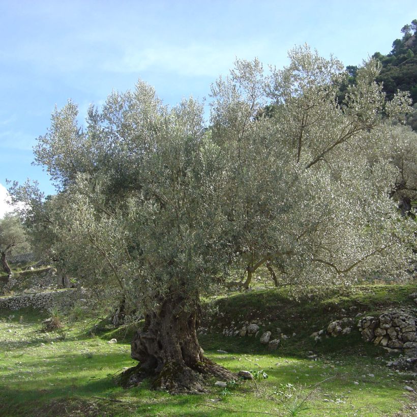 Olea europaea Stem - Olive (Plant habit)