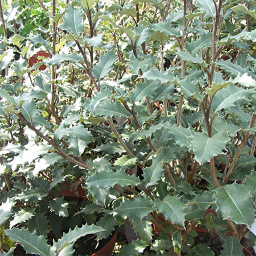 Olearia macrodonta Major (Foliage)
