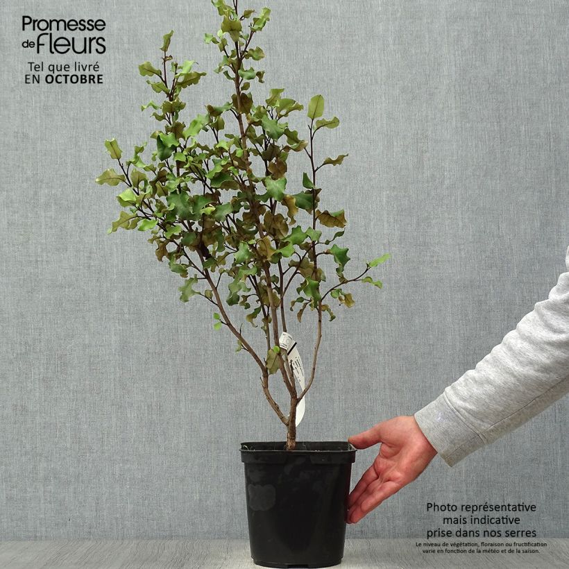 Olearia paniculata - Aster en arbre Pot de 4L sample as delivered in autumn