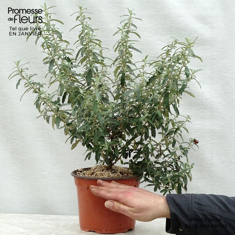 Olearia scilloniensis Pot de 3L/4L sample as delivered in winter