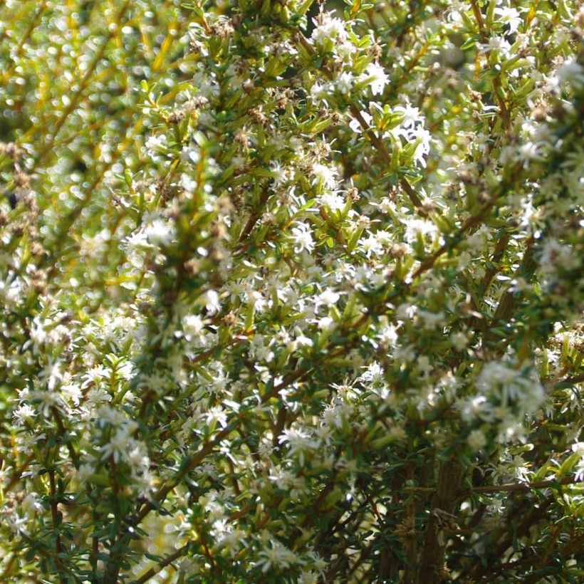 Olearia solandri Aurea (Flowering)