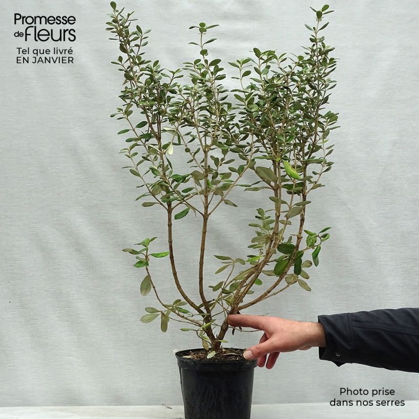 Olearia traversii Pot de 2L/3L sample as delivered in winter