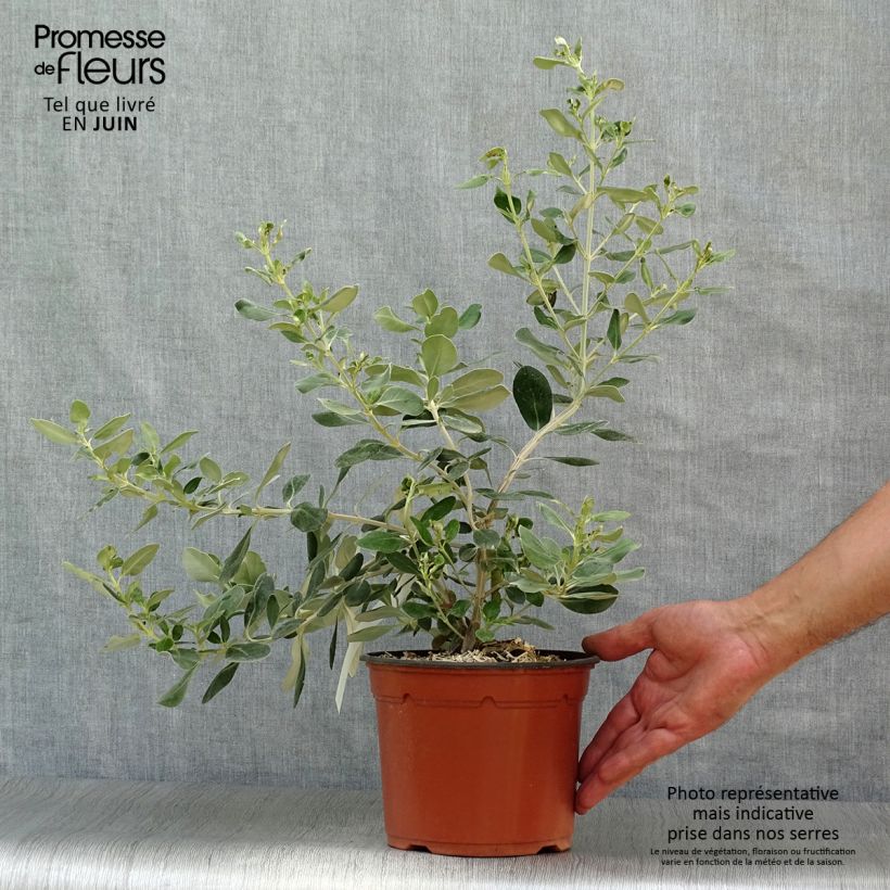 Olearia traversii - Daisy Bush 2L/3L potShipped height around 30/40cm sample as delivered in summer