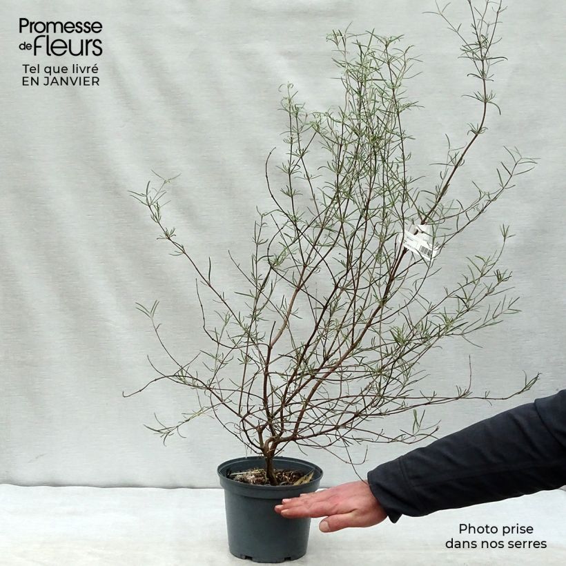 Olearia virgata Pot de 2L/3L sample as delivered in winter