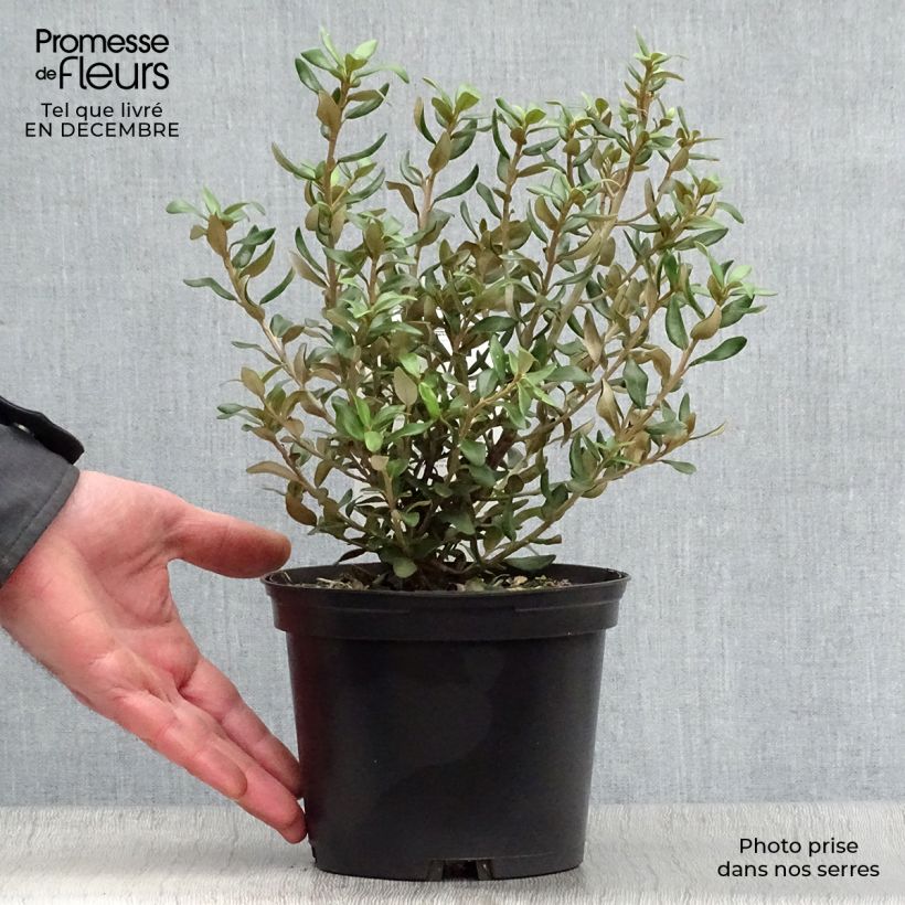 Olearia (x)  haastii - Aster en arbre Pot de 2L/3L sample as delivered in winter