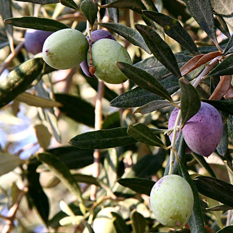 Olea europaea Aglandau - Olive Tree (Harvest)