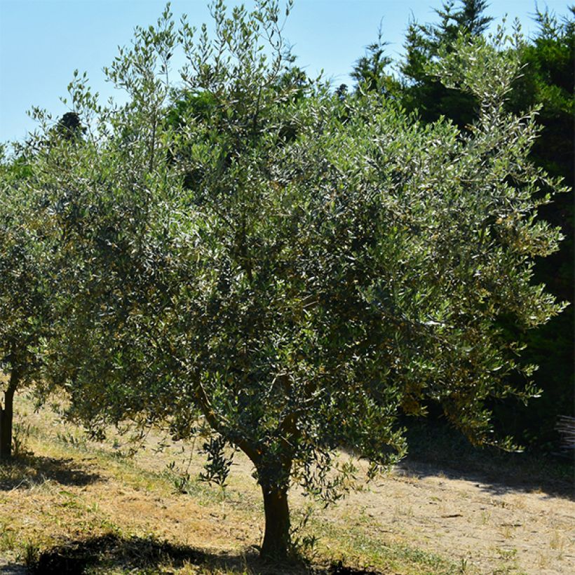 Olea europaea Aglandau - Olive Tree (Plant habit)