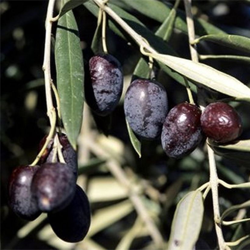 Olea europaea Cailletier - Olive tree (Harvest)