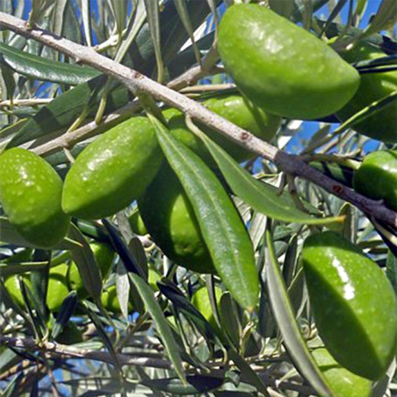 Olea europaea Lucques - Olive Tree (Harvest)
