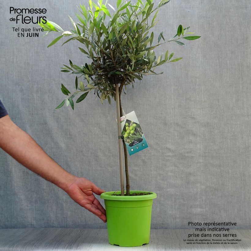 Olea europaea Stem - Olive 2L/3L pot sample as delivered in summer